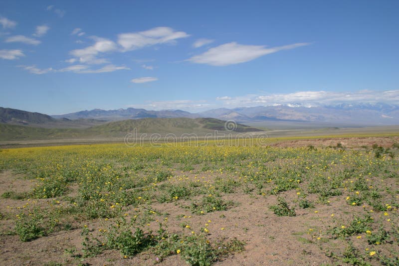 Flowers Blooming in Death Valley Stock Image Image of flowers, cloudy