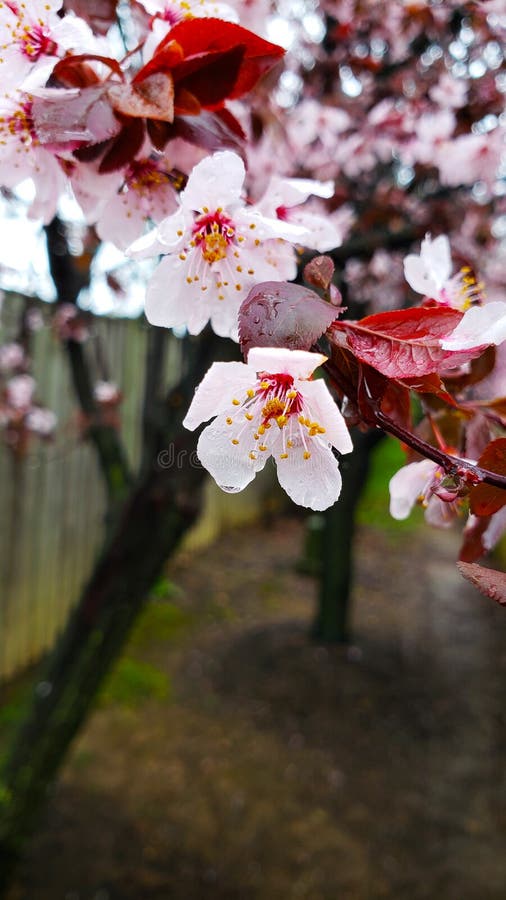 Flowers Blooming Sakura after Rain Stock Image Image of close