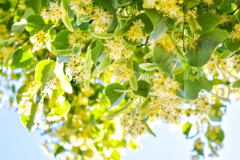 Flowers of Blossom Linden Tree, Apothecary, Natural Medicine, Healing ...