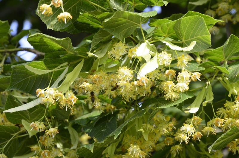 Flowers Blossoming Tree Linden Wood, Used for the Preparation of ...