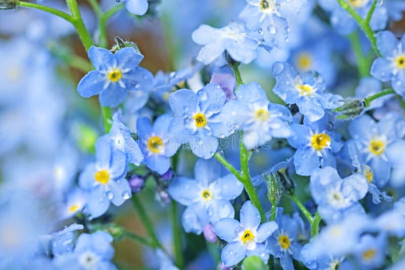 Flowers Blue Pretty Flowers Stock Photo Image of blue, beautiful 193178258