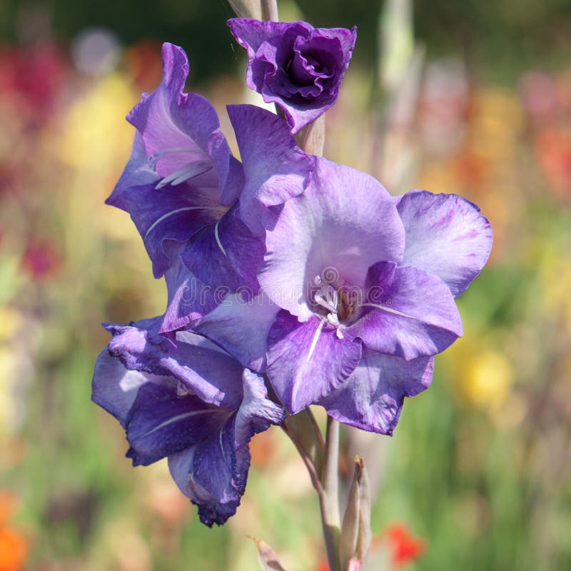 Blue gladiolus stock image. Image of petal, brown, flower 13347071