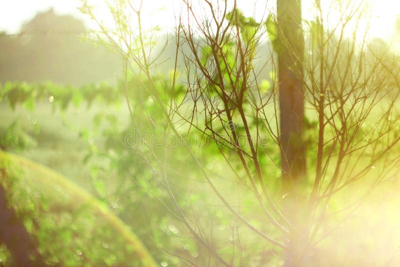 Flowers Blurred Background. Bokeh, Boke Wild Flowers With Sunlight Colors Absract Background,Nature Colorful,green blur background