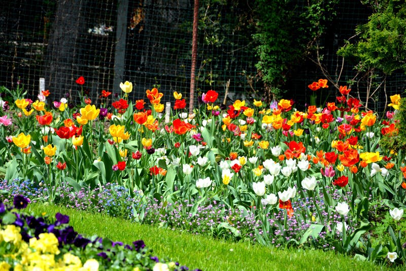 Flowers in the Botanical garden in Cluj Napoca, Transylvania. royalty free stock image Flowers in the Botanical garden in Cluj Napoca, Transylvania. royalty free stock image