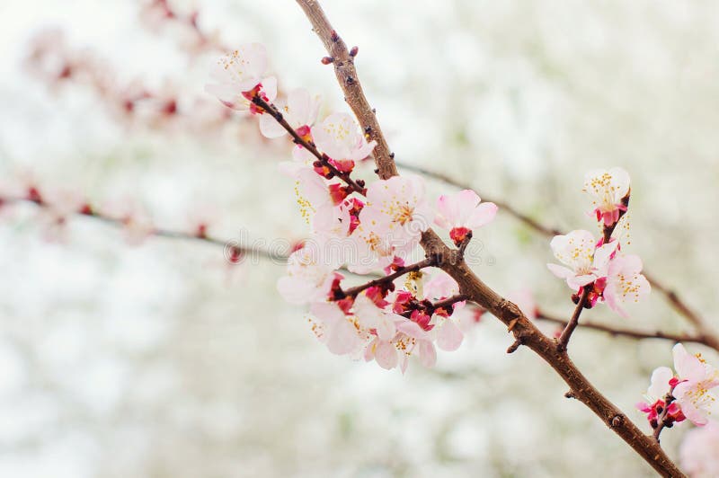 Flowers on branches of trees. Spring. stock photos Flowers on branches of trees. Spring. stock photos