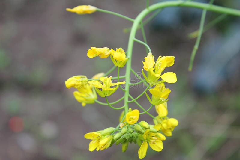 Flowers of broccoli rabe stock image. Image of rabe, vegetable 89380895