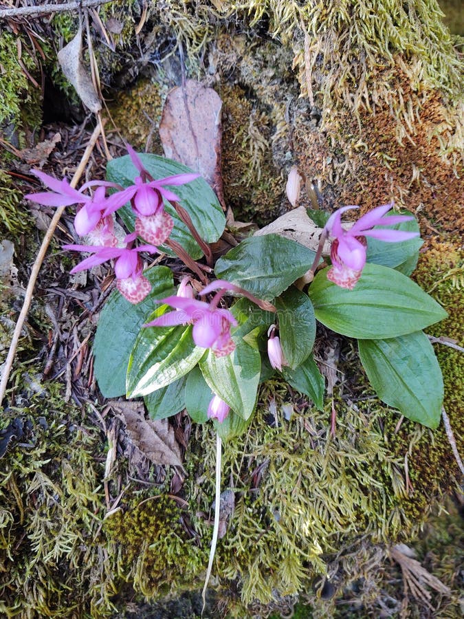 Flowers Brook, Isle of Wight Stock Image Image of grass, nature