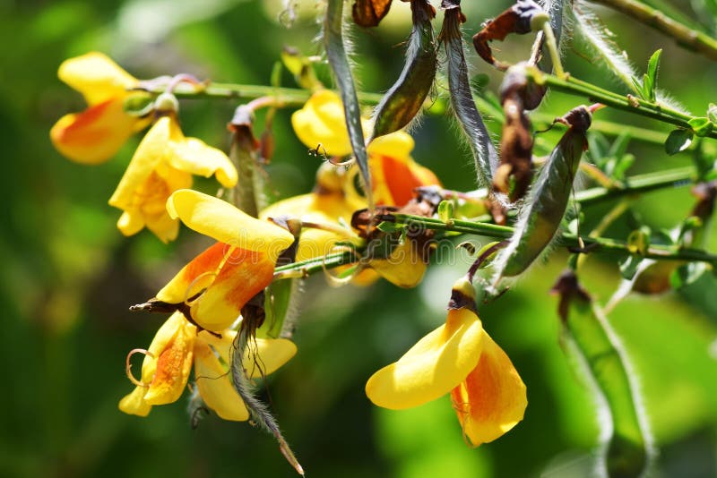 Flowers of Broom stock image. Image of flora, background 117536185