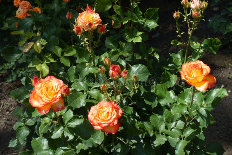 4 flowers and buds of red and yellow roses stock image