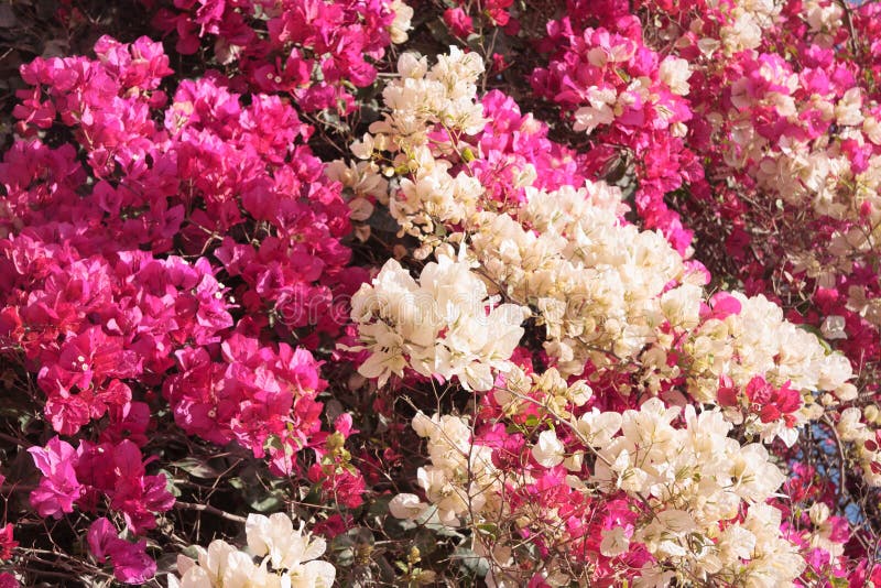 Pink and white Flowers stock images Pink and white Flowers stock images
