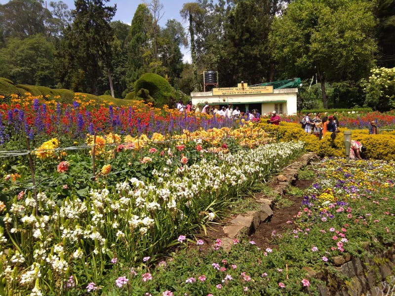 Flowers editorial stock photo. Image of fell, beautiful 121947758