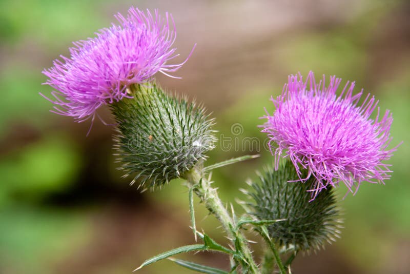 Flowers bur with pink top stock image. Image of herb 166441901