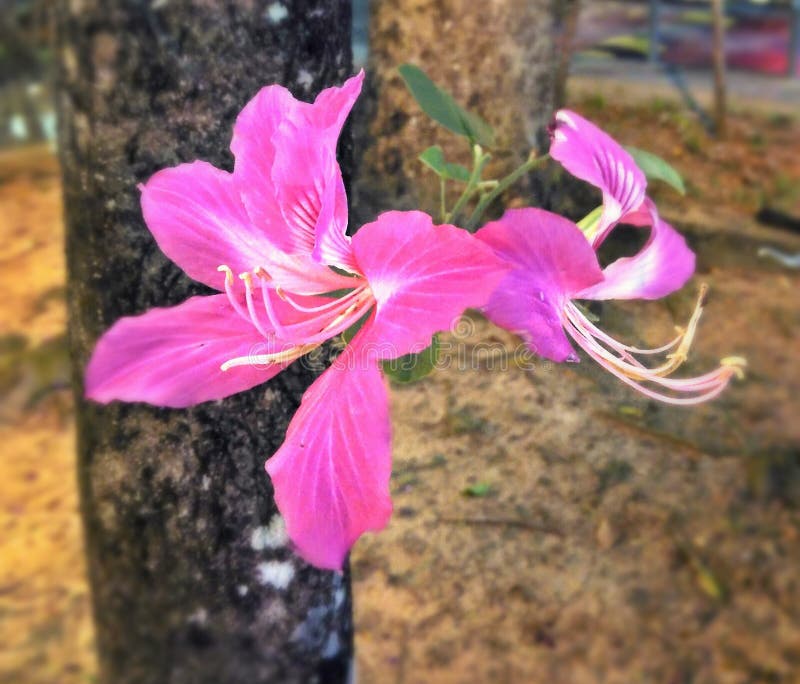 Flowers of Camel s Foot tree