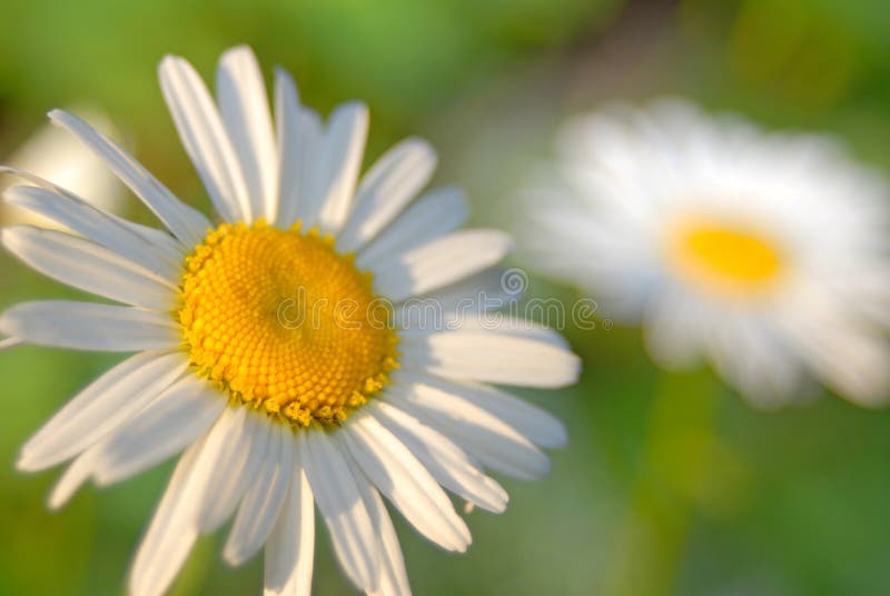 Flowers of camomile