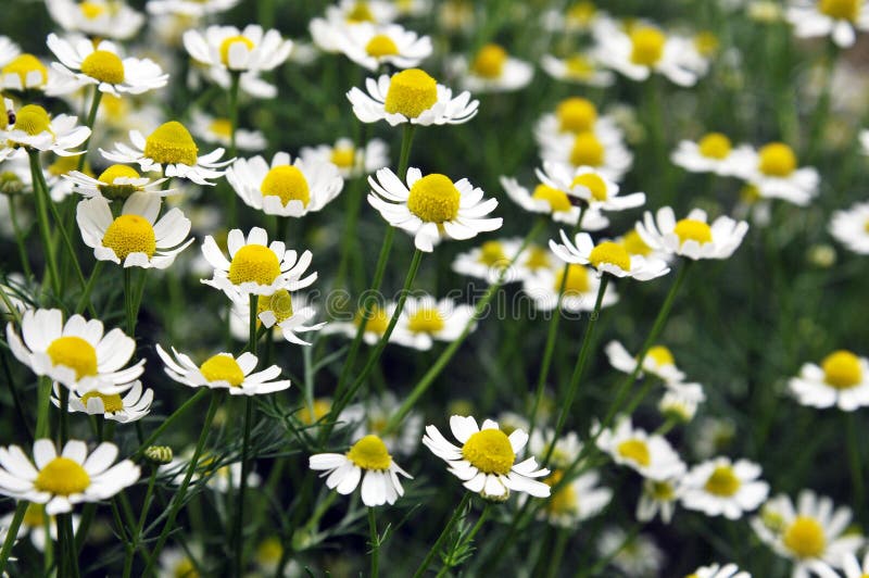 Flowers of camomile medicinal