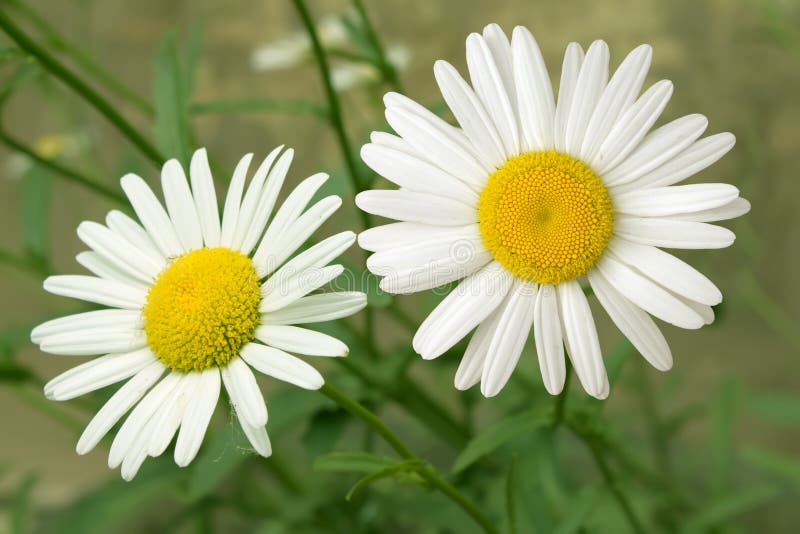 Flowers camomiles