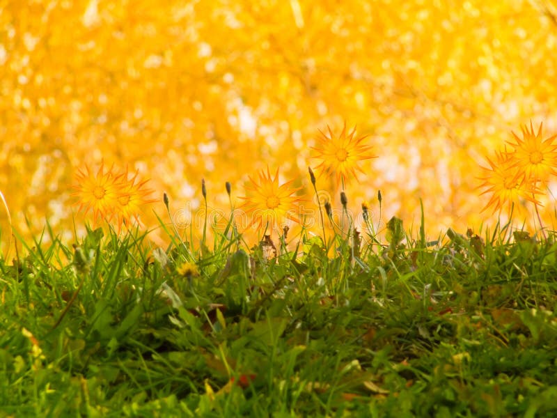 Flowers camomiles autumn