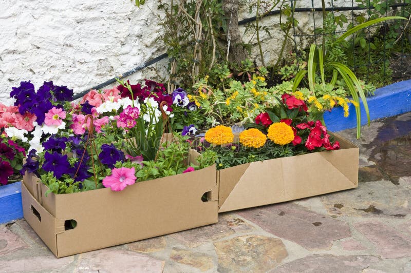 Flowers into Cardboard Boxes Stock Photo Image of fool, whitewashing