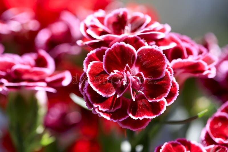 The Flowers of the Carnation are in Bloom Stock Photo Image of