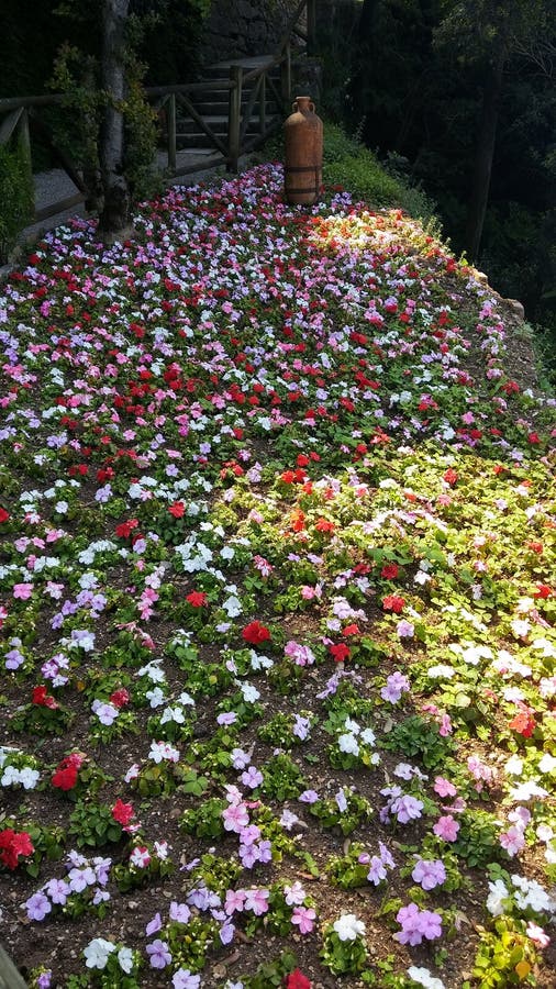 Flowers stock photo. Image of spring, flowers, carpet 92574732