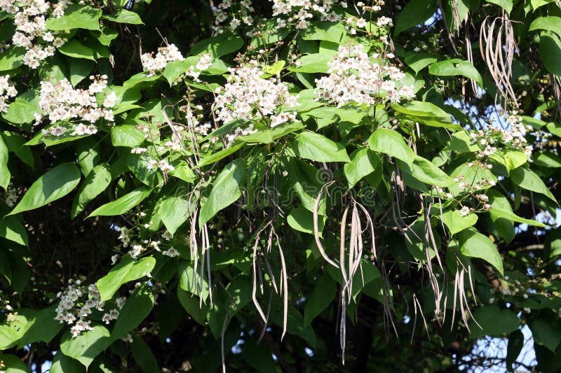 Flowers of the catalpa tree