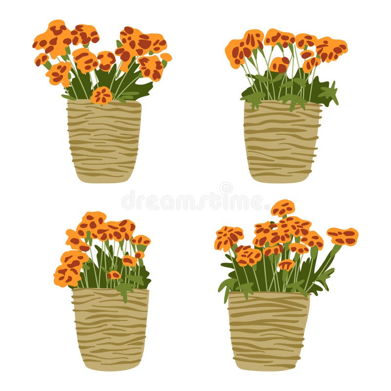 Flowers in ceramic pots set, blossom marigold flowers in pottery cups collection, house plants, garden elements for cards interior