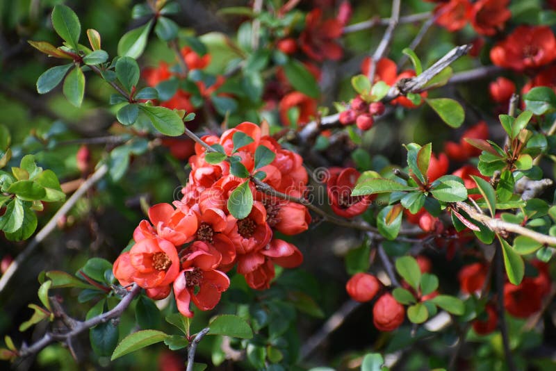 Flowers of Chaenomeles Japonica, in the Park. Stock Image - Image of ...