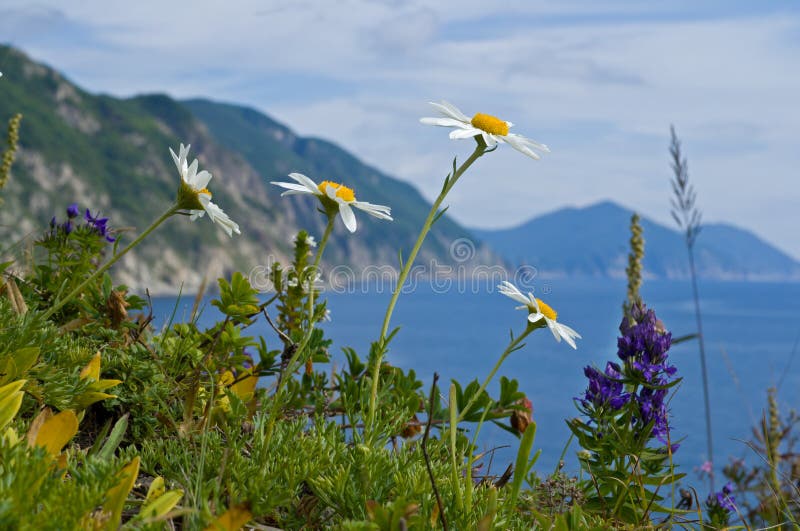 Yellow Flowers Seaside Stock Photo Image Of Azure 29239868