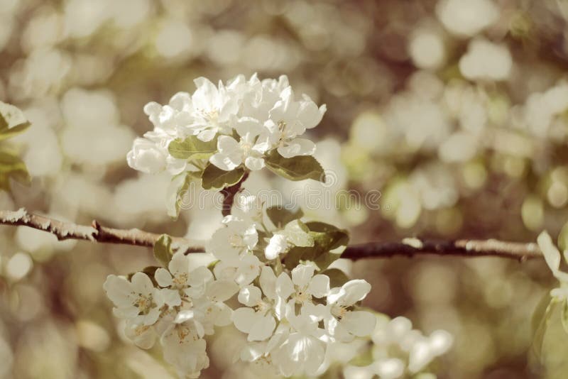 Flowers of the cherry blossoms on spring day. Vintage photo of white apple tree flower in spring stock photo Flowers of the cherry blossoms on spring day. Vintage photo of white apple tree flower in spring stock photo