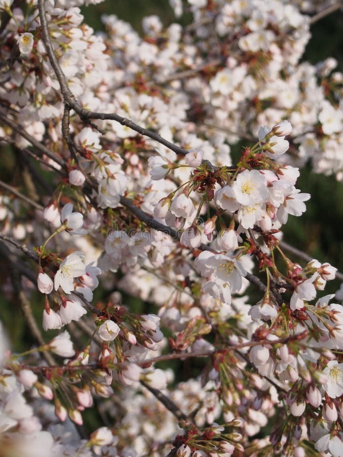 Flowers of a cherrytree stock photo. Image of nature 82627710