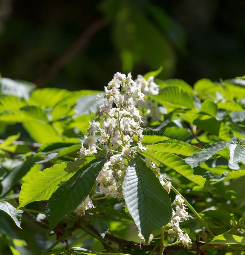 Flowers of chestnut tree stock image. Image of spring 101330089