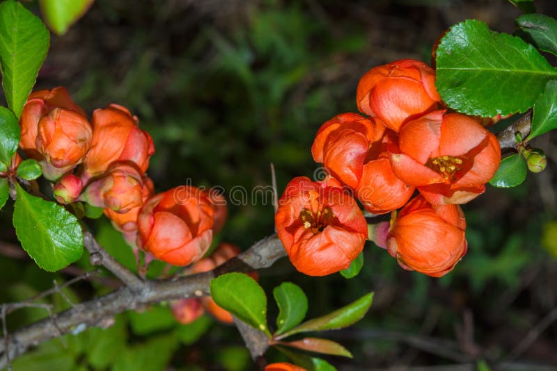 Chineese Quince grafted plant 10-16 inches PSEUDOCYDONIA SINENSIS