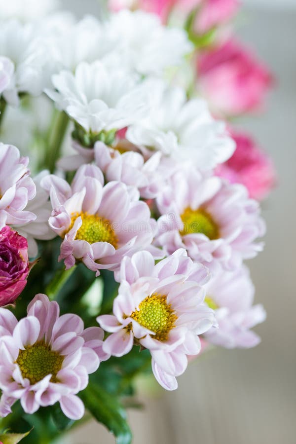 Flowers Chrysanthemums and Roses Stock Photo Image of natural, green 33221532