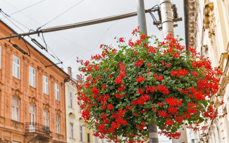 Flowers on city street in Bratislava, Slovakia.