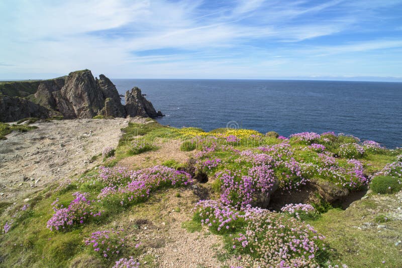 Ireland, pink flowers on cliffs, flowering wildflowers in pink and yellow stock photo