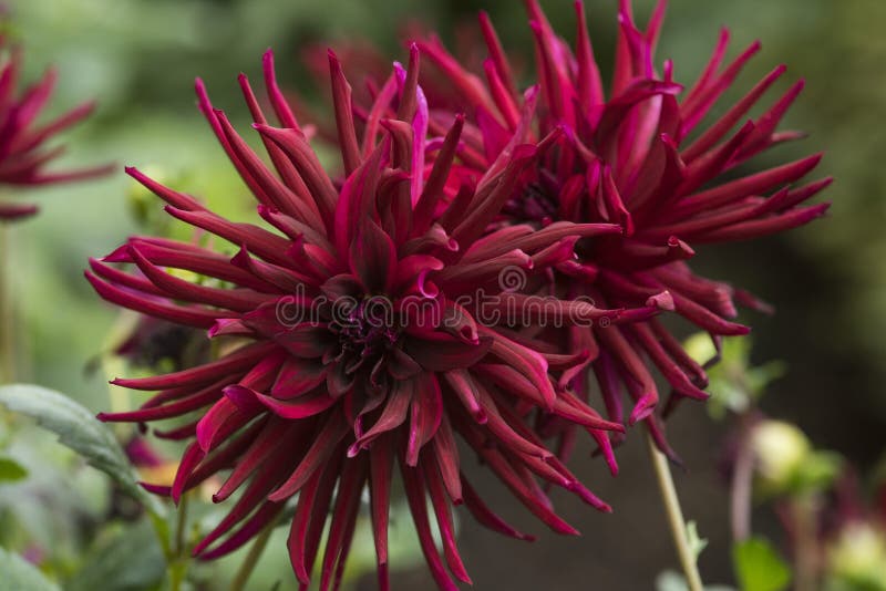 Flowers: Close up of a dark burgundy red Cactus Dahlia `Nuit d`Ete`. 1