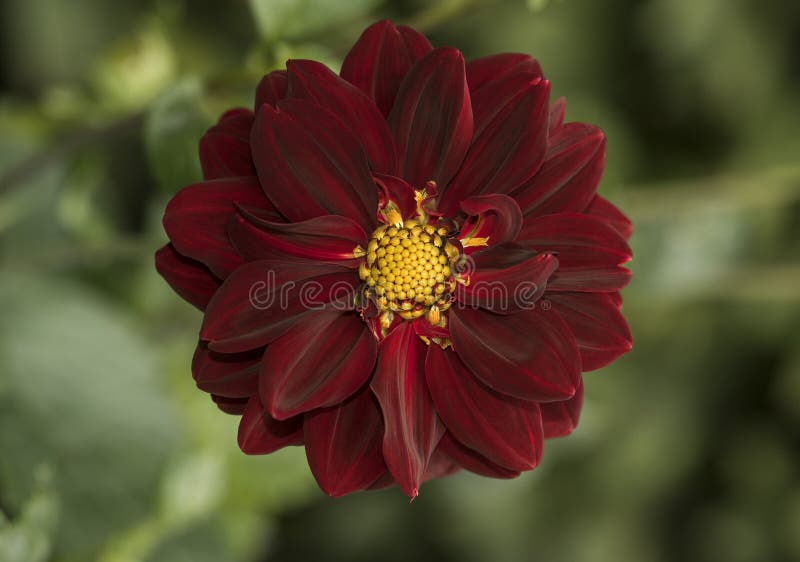 Flowers: Close up of a dark burgundy red Dahlia. 1