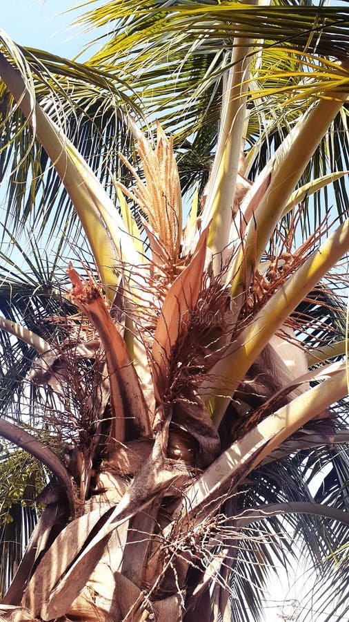Flowers of coconut tree stock photo. Image of flower 220672712