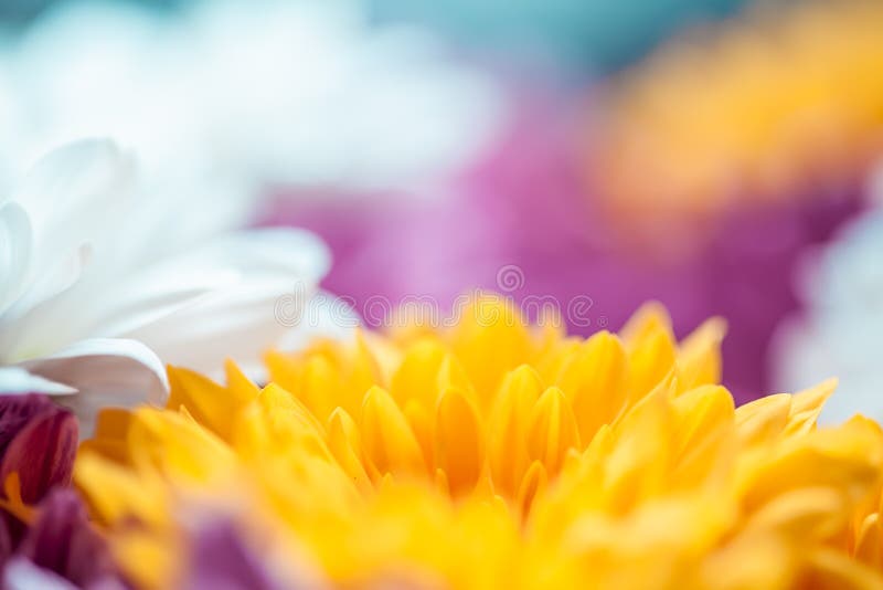 Flowers colorful macro background