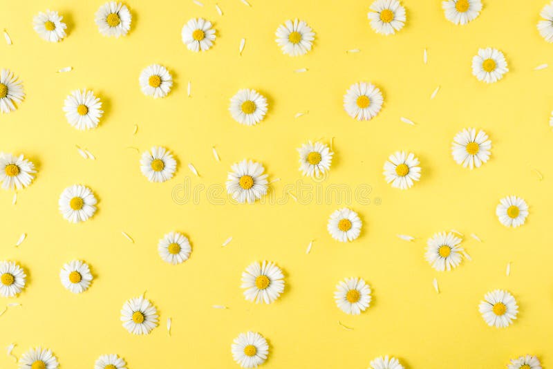 Flowers Composition. Chamomile Flowers on Pastel Yellow Background. Spring,  Summer Concept Stock Photo - Image of isolated, concept: 144697250