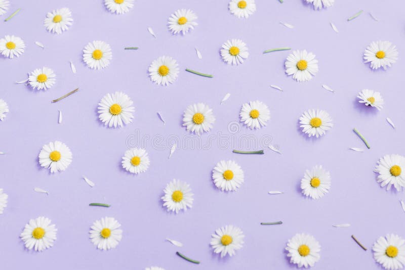 Tạo bước đột phá cho tài khoản mạng xã hội của bạn với một bức ảnh hoa cúc đẹp mắt được sắp xếp và sáng tạo bởi những cánh hoa và lá tuyệt vời. Composition hoa sẽ giúp bạn có được một bức ảnh hoa cúc hoàn hảo, thu hút và đầy nghệ thuật. 