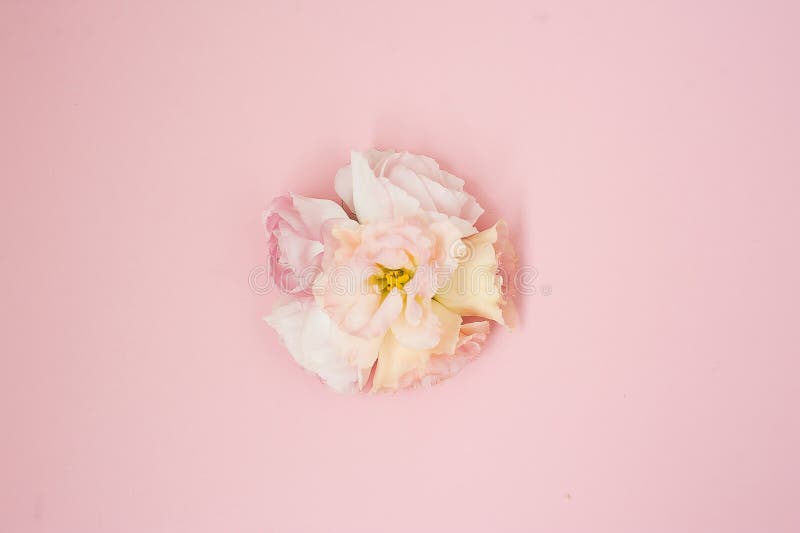 Flowers composition. Pink rose flowers on pastel pink background. Flat lay, top view, copy space. stock photos Flowers composition. Pink rose flowers on pastel pink background. Flat lay, top view, copy space. stock photos
