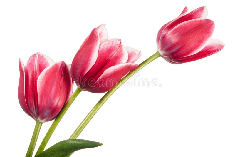 Composition from three pink tulips isolated on white background