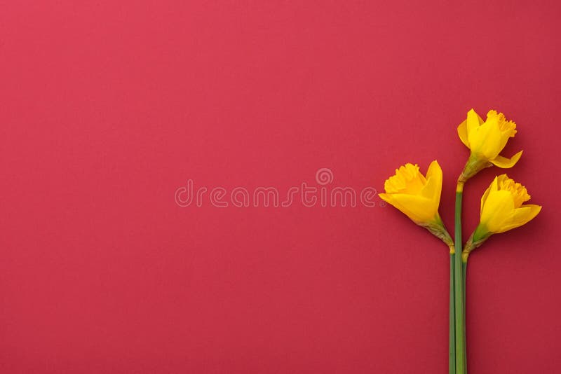 Flowers composition. Yellow narcissus on red background. Spring, 8 of march, woman day, mothers day, easter concept. Flat lay, top