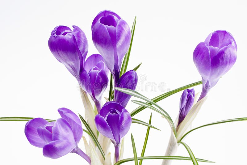 Crocus Spring Flowers stock image. Image of early, growth - 24125387