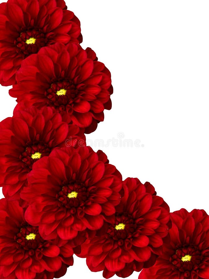 Flowers dahlias
