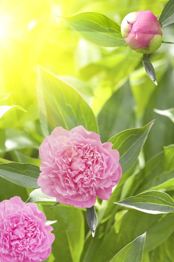 Flowers dahlias petals pink sunlight