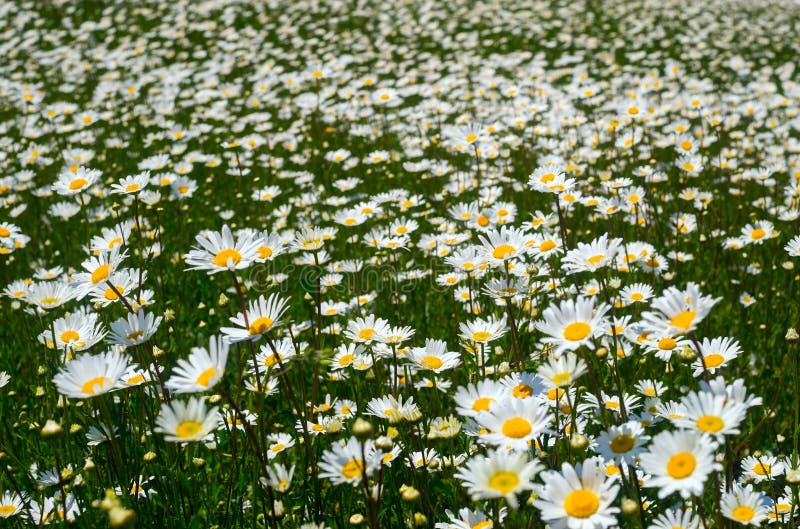 Flowers Daisies in a Field. Stock Image Image of texture, rural 73877171