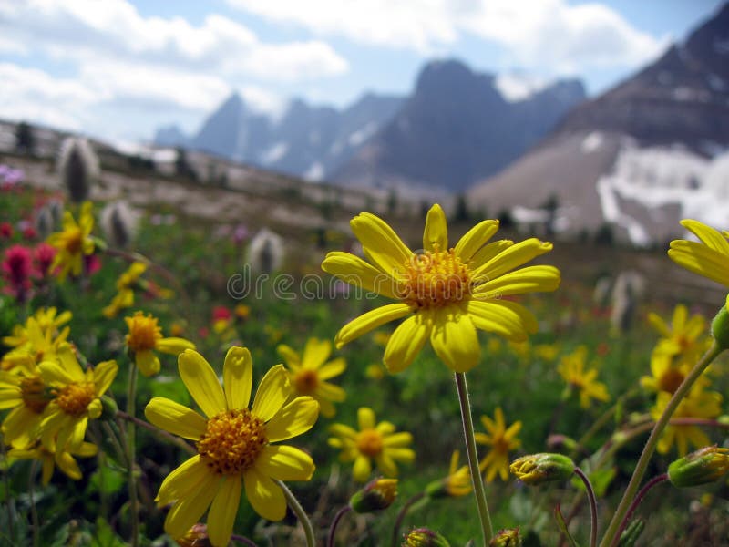 Flowers, daisy in an alpine mountain meadow