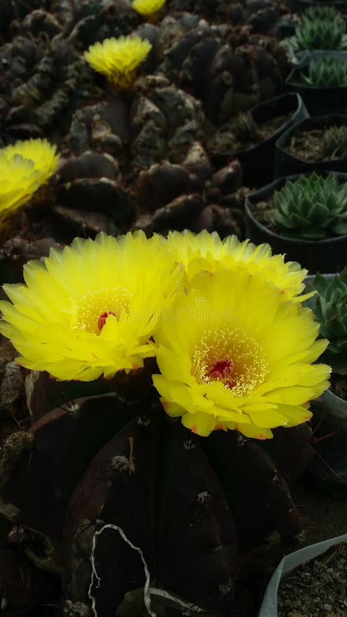Yellow Flowers in Darjeeling Stock Photo Image of flowers, background